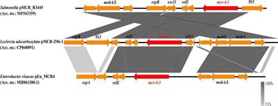 Leclercia adecarboxylata From Human Gut Flora Carries mcr-4.3 and blaIMP-4-Bearing Plasmids